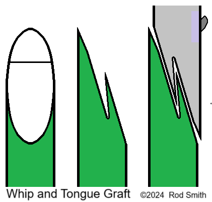 Whip and Tongue Graft